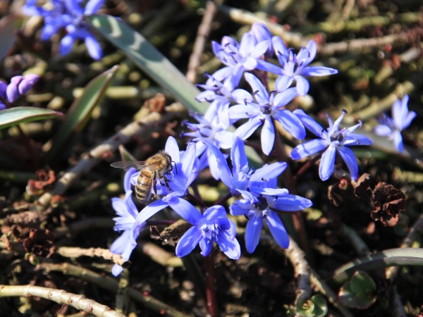 Fruehling 2009   028.jpg
